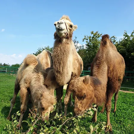Alojamento de Turismo Rural Farma Wenet *